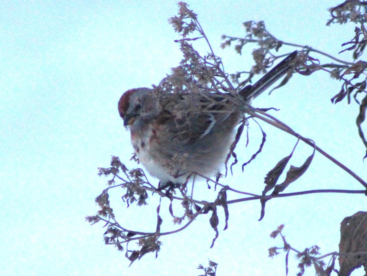 EBird Checklist 20 Jan 2024 Showalter Yard 17 Species   1200