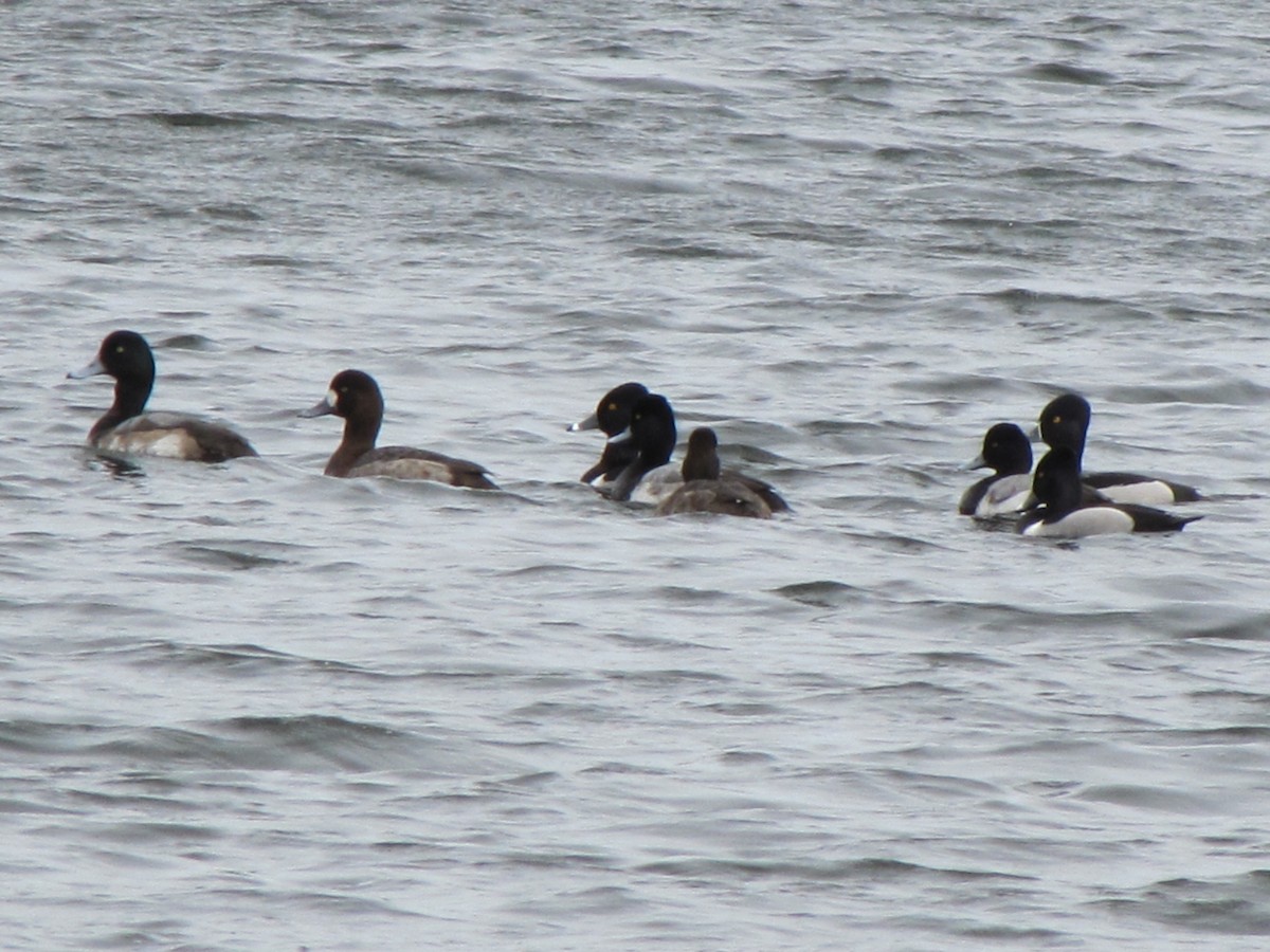 Greater Scaup - ML614405399