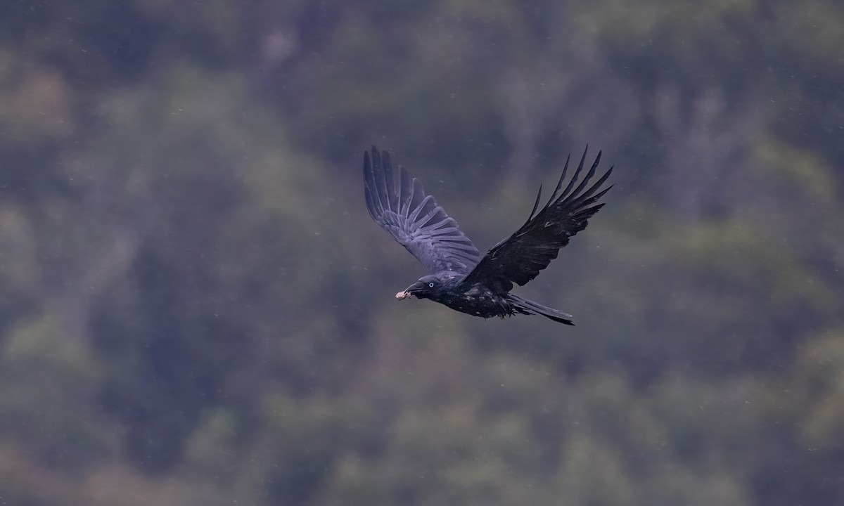 Torresian Crow - ML614405571