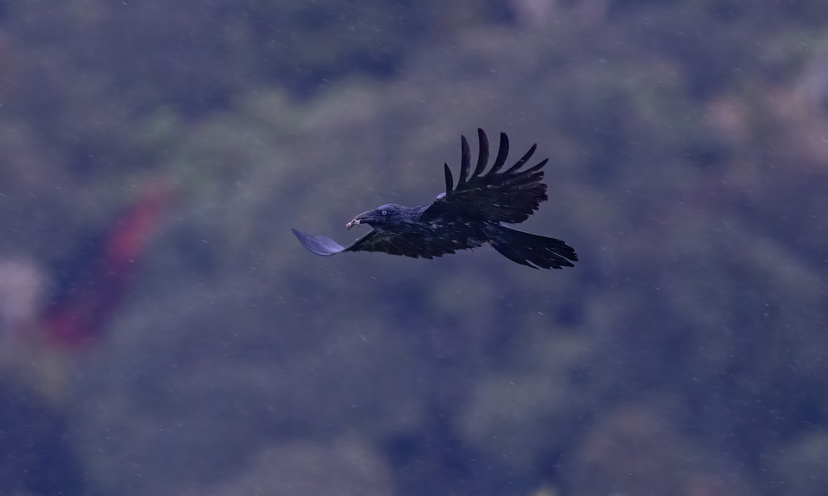 Torresian Crow - ML614405574
