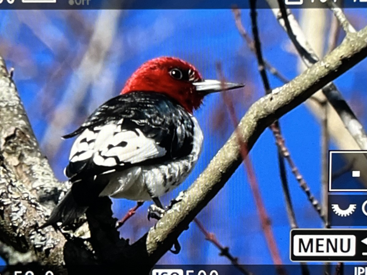 Red-headed Woodpecker - ML614405592