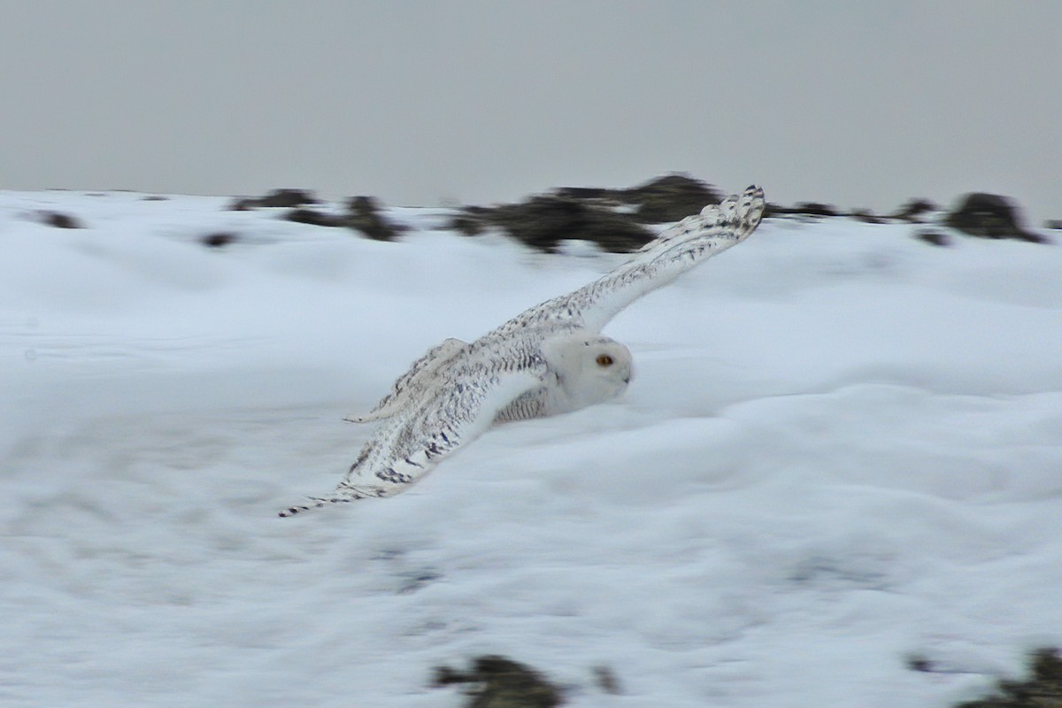 Snowy Owl - ML614405644