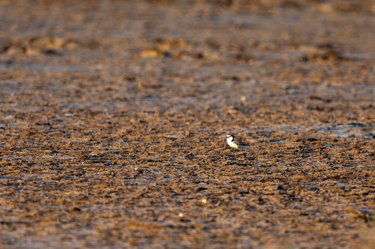 Red-capped Plover - ML614405815
