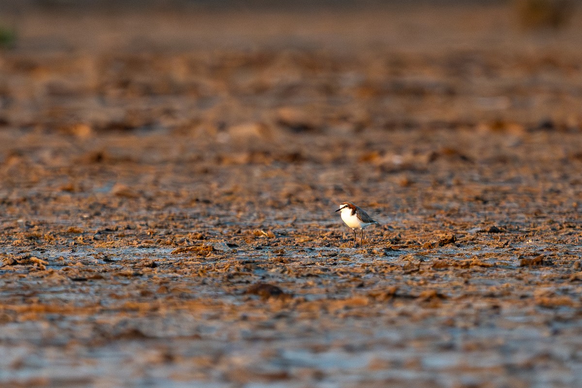 Red-capped Plover - ML614405819