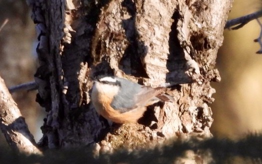 Red-breasted Nuthatch - ML614405978