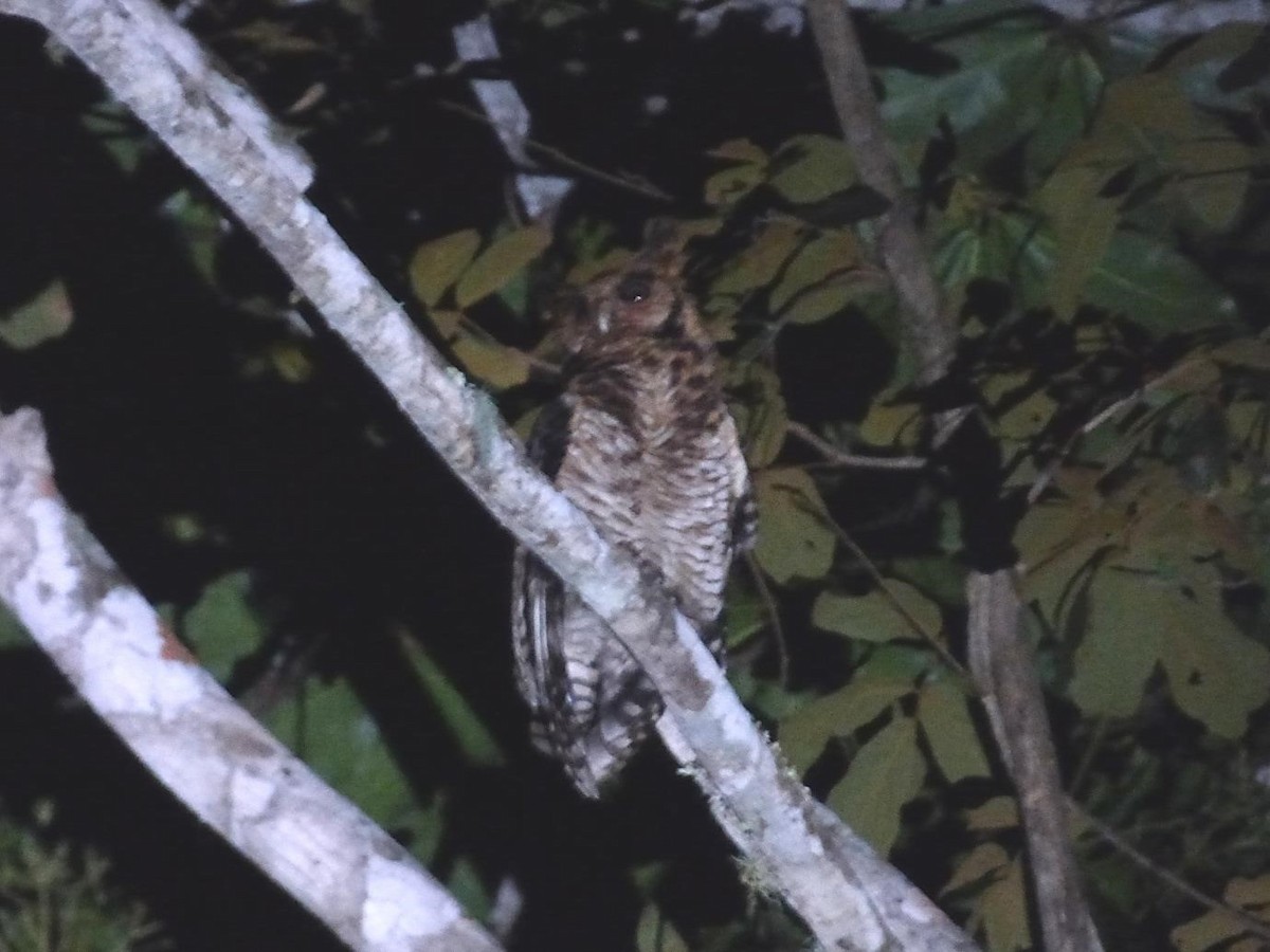 Fraser's Eagle-Owl (Usambara) - ML614406111