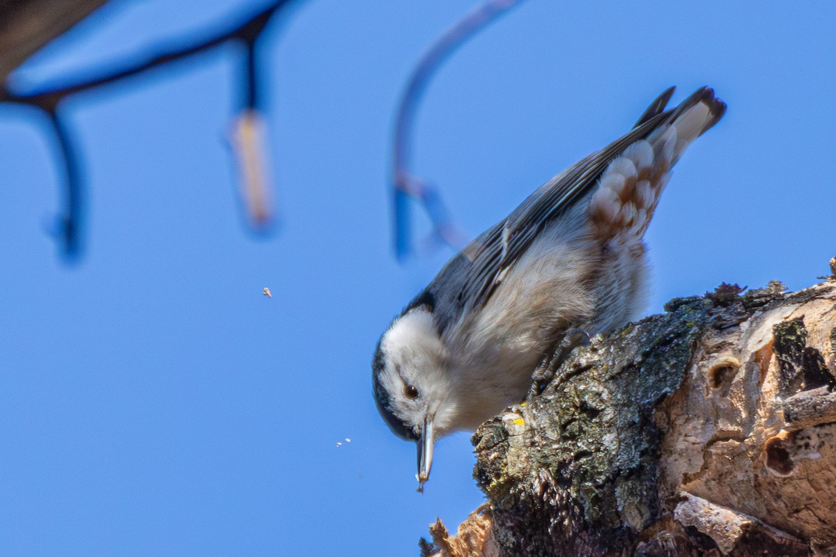 White-breasted Nuthatch - ML614406370