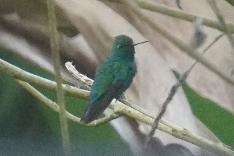 Blue-tailed Emerald - ML614406381
