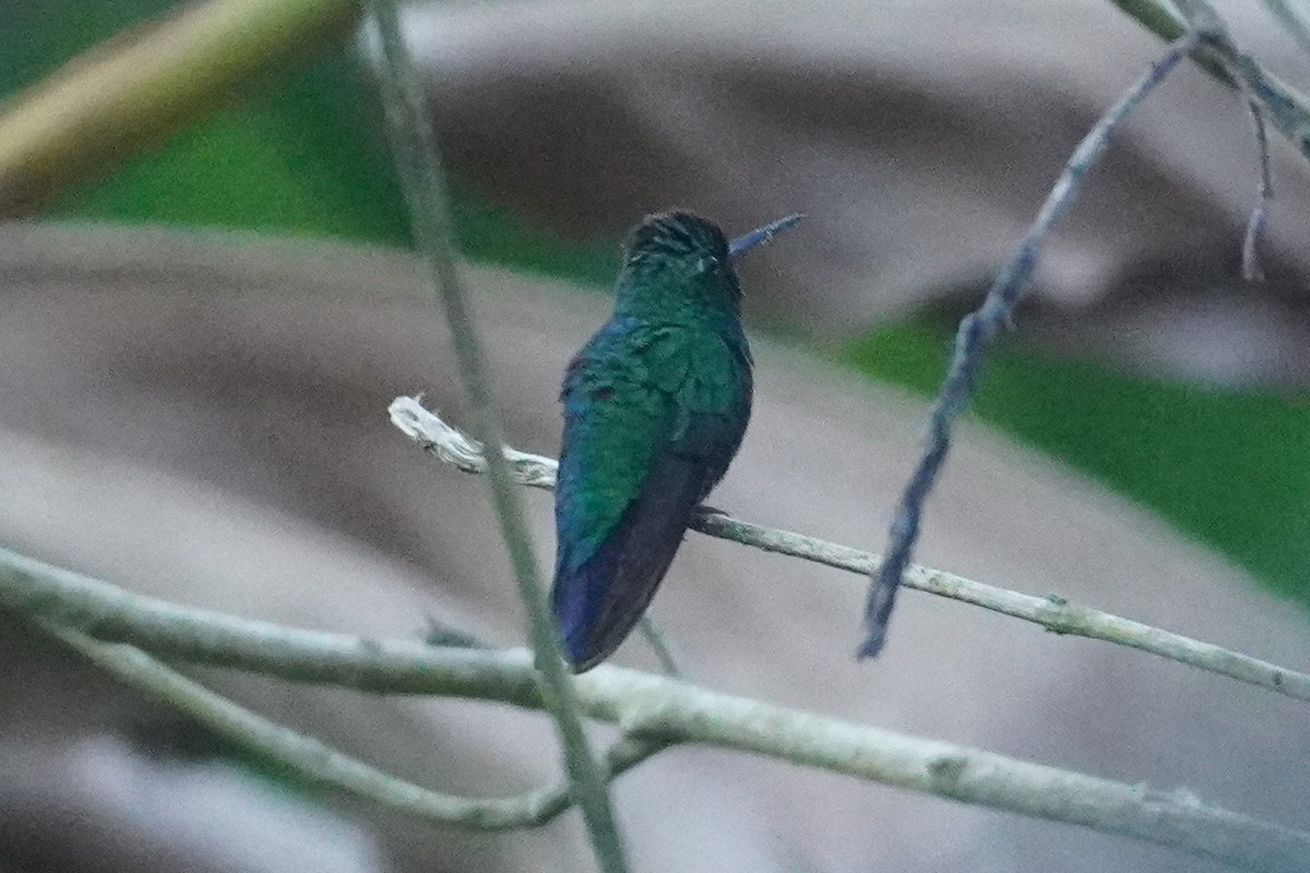 Blue-tailed Emerald - ML614406382