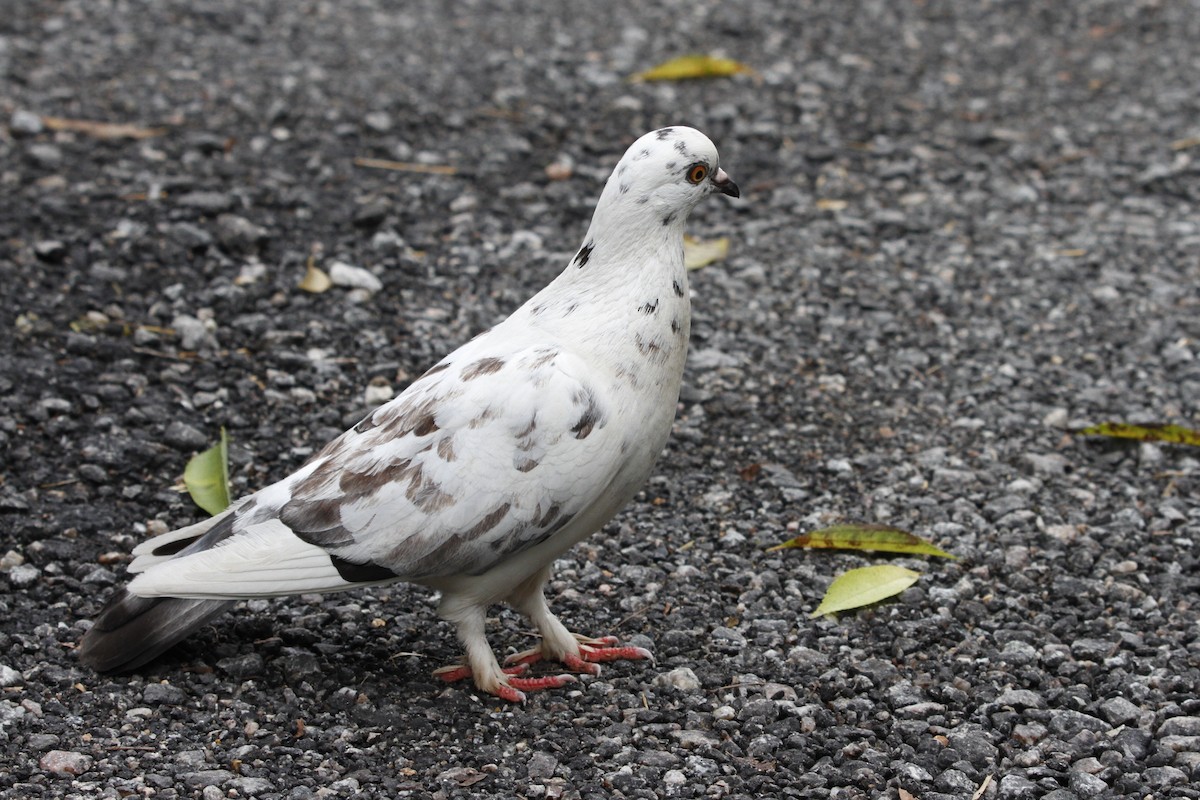 Rock Pigeon (Feral Pigeon) - ML614406483