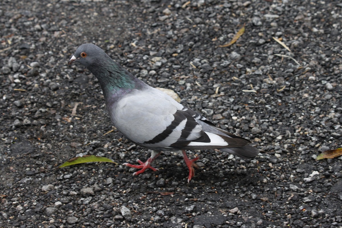 Rock Pigeon (Feral Pigeon) - ML614406484