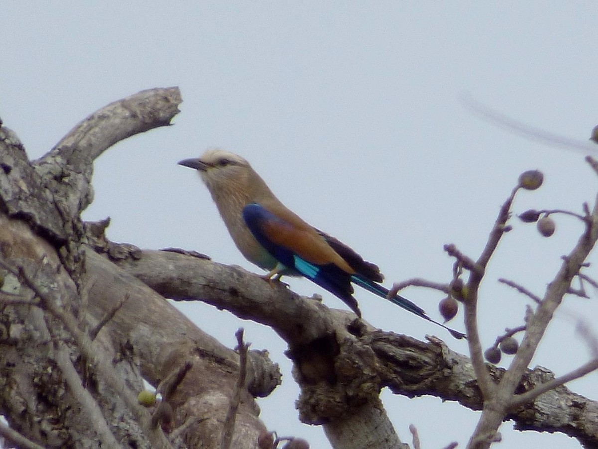 Racket-tailed Roller - ML614406509