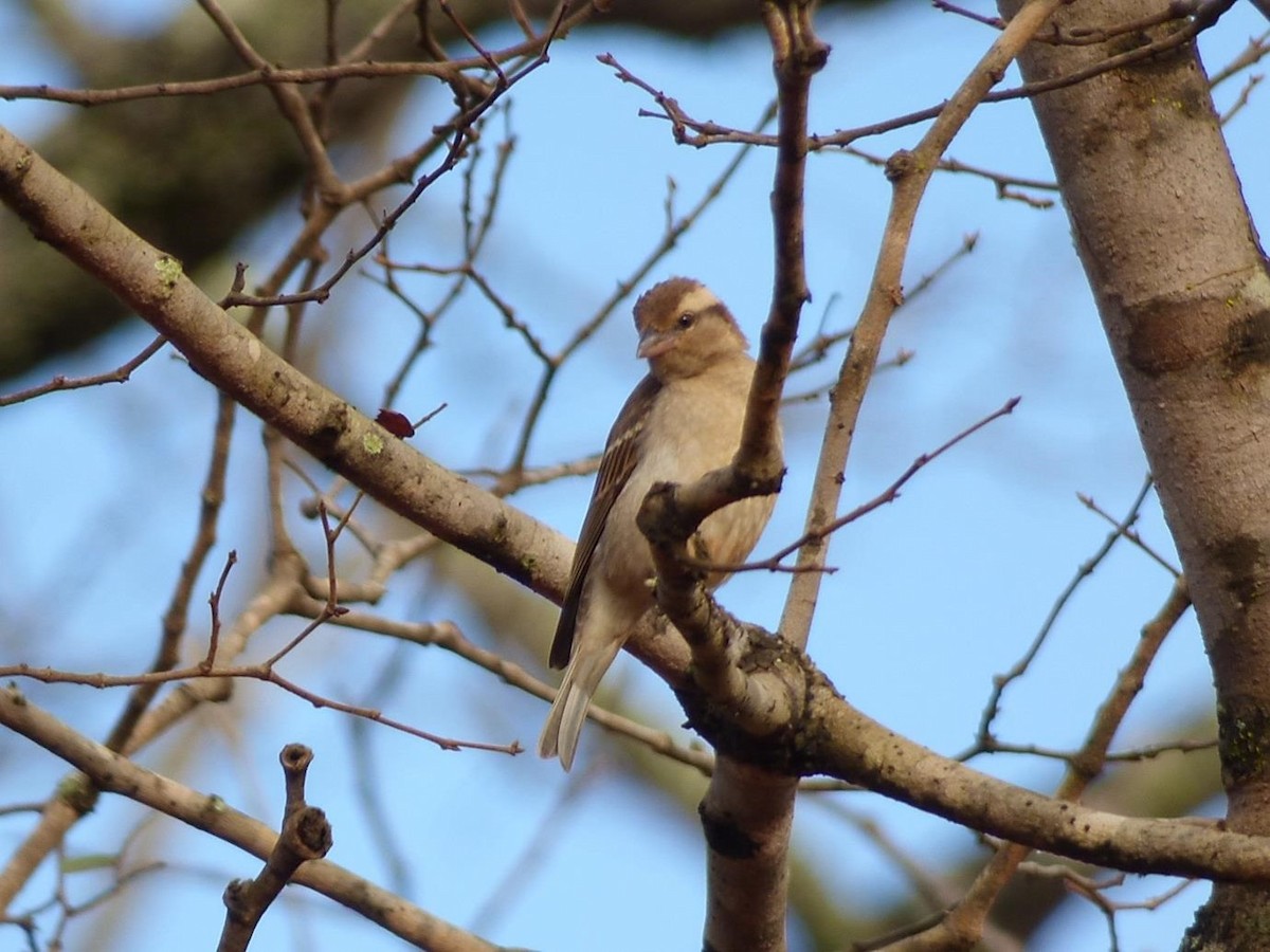Yellow-throated Bush Sparrow - ML614406567