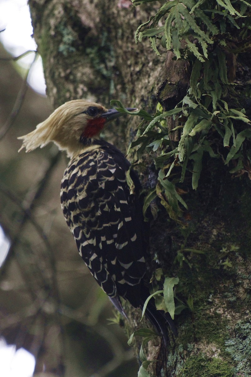 Blond-crested Woodpecker - ML614406568
