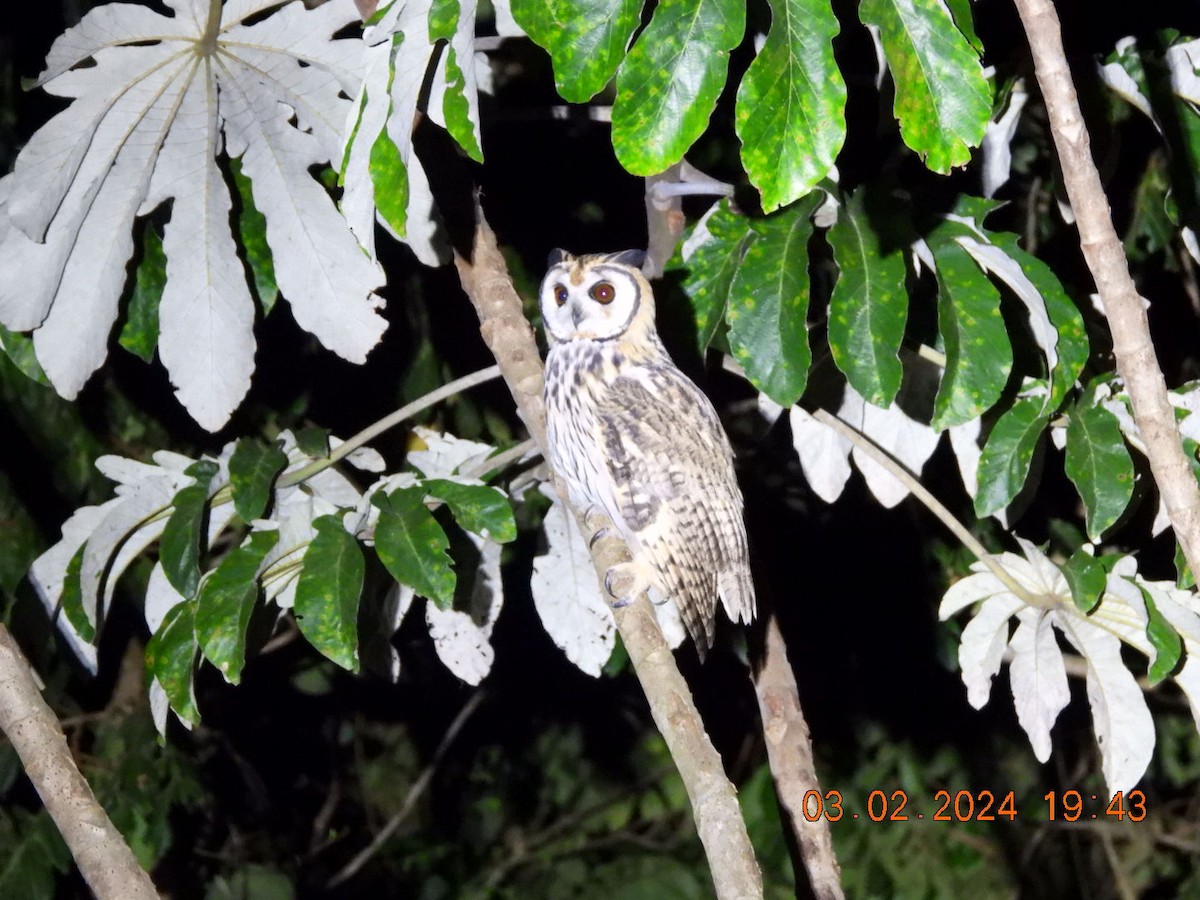Striped Owl - ML614406764