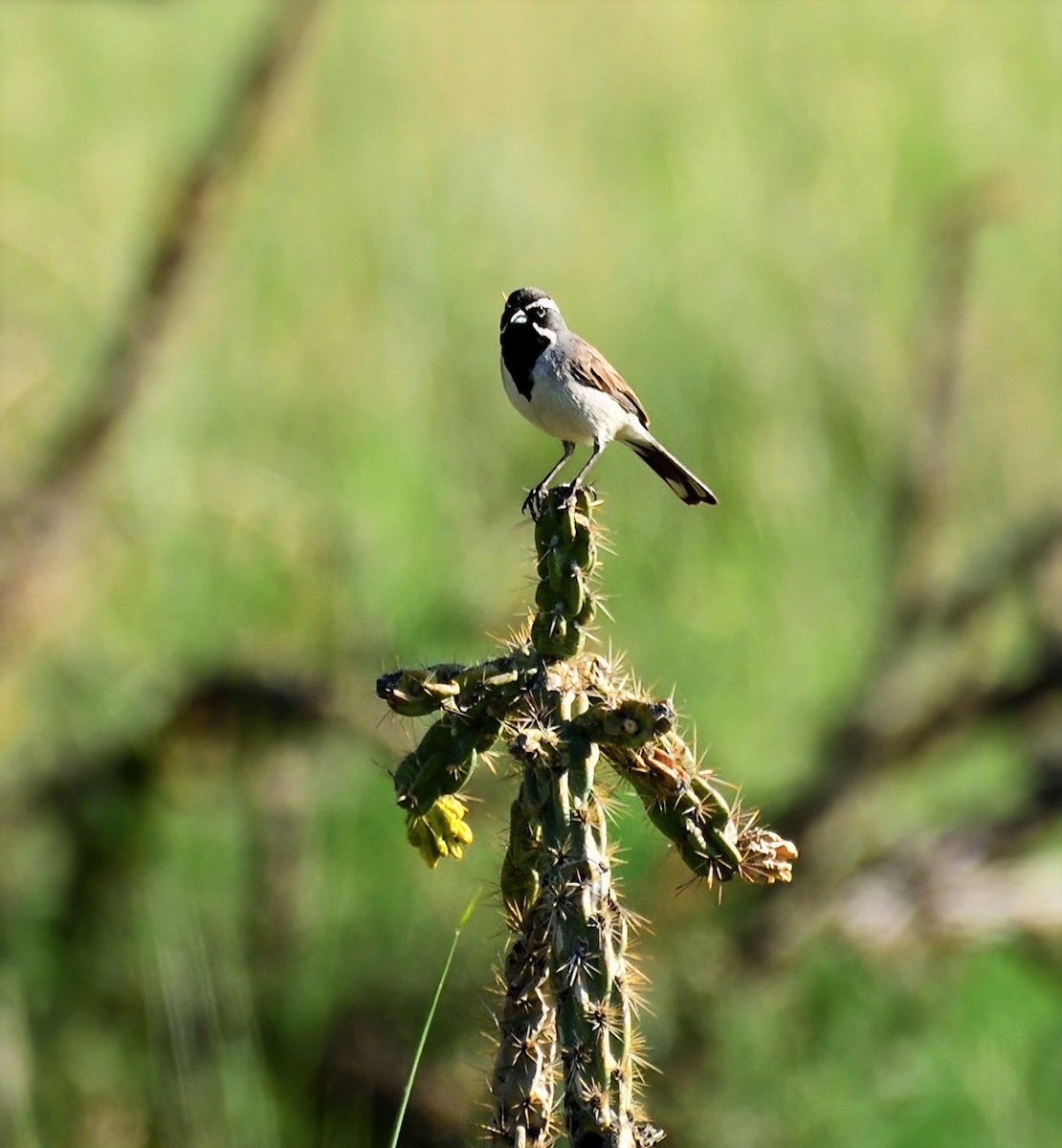 Black-throated Sparrow - ML614406845