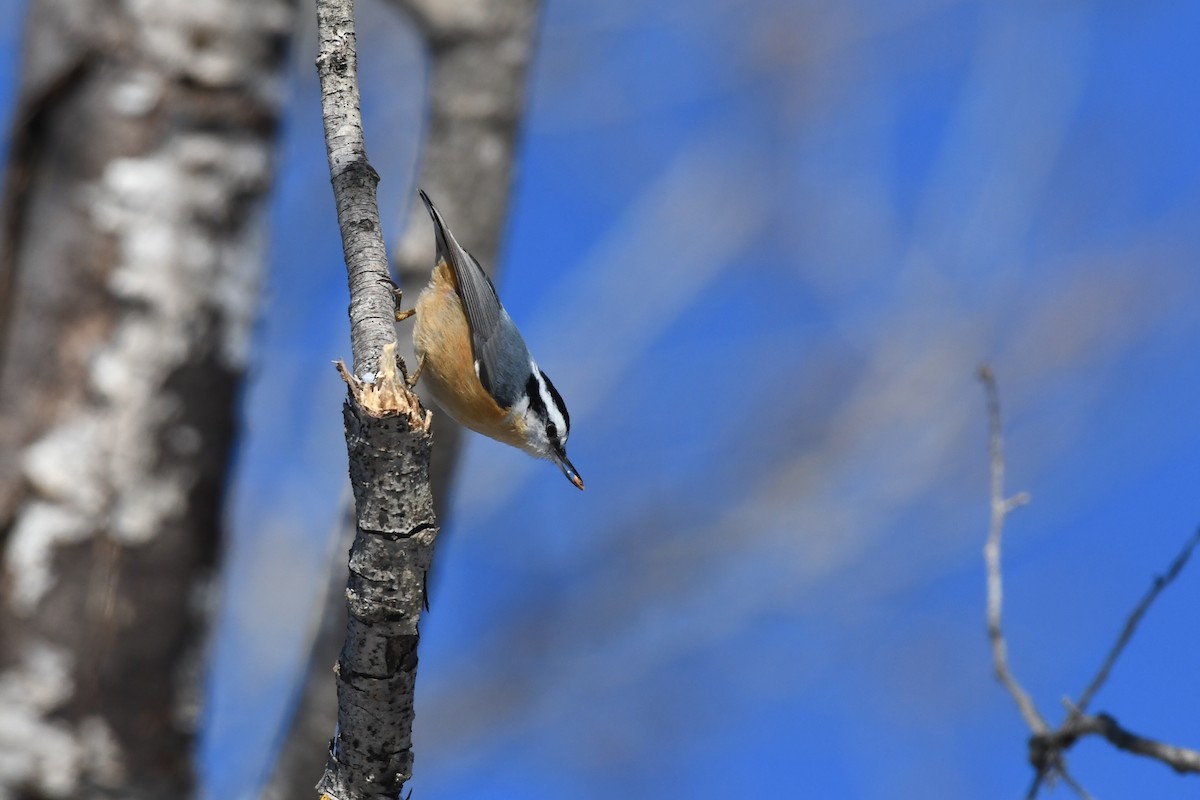 Red-breasted Nuthatch - ML614407049