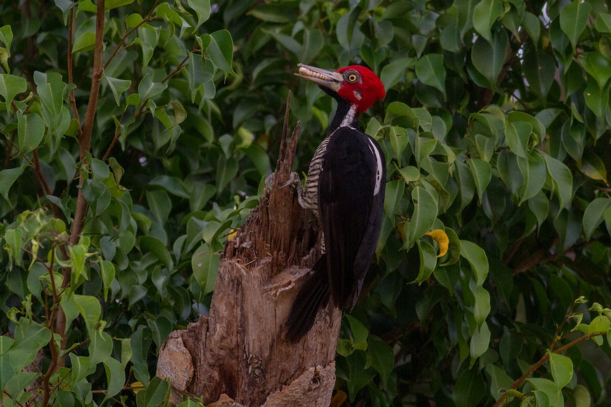Crimson-crested Woodpecker - Oswaldo Hernández Sánchez
