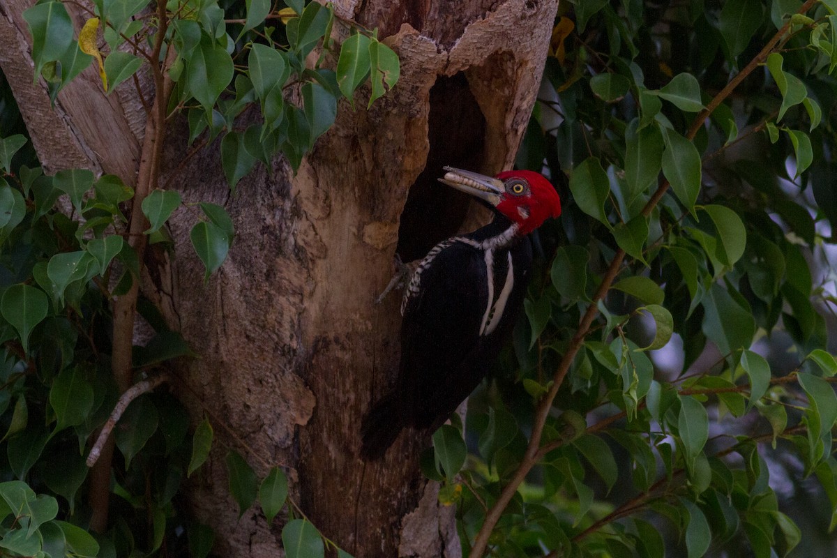 Crimson-crested Woodpecker - ML614407291