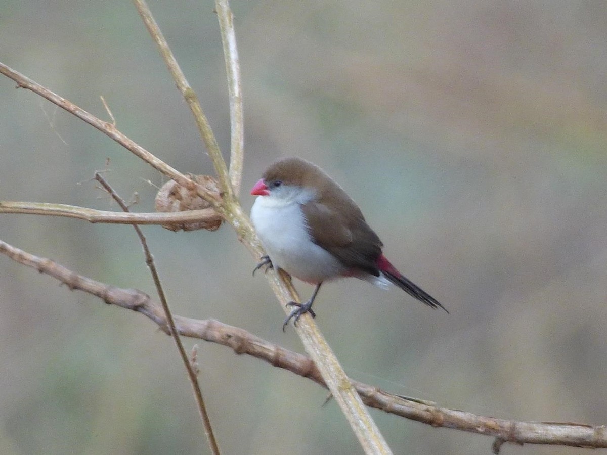 Fawn-breasted Waxbill - Barry Reed
