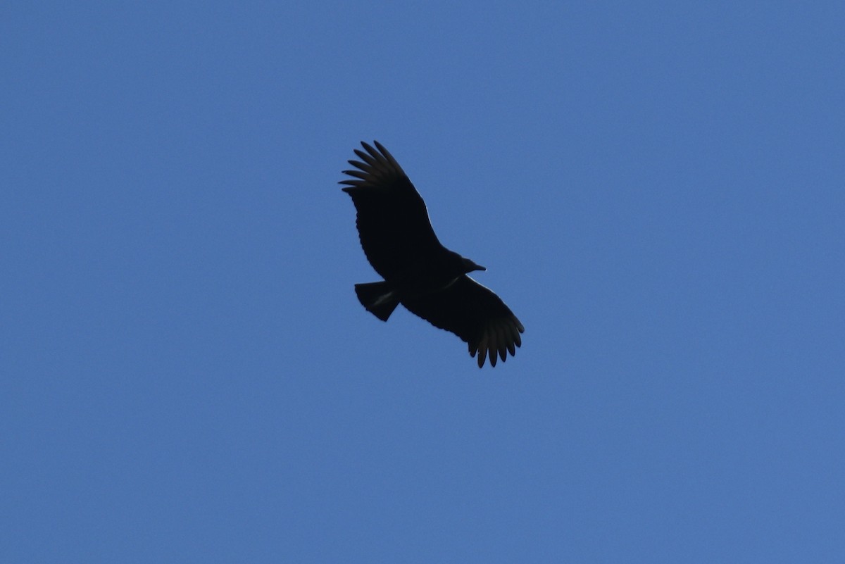 Black Vulture - ML614407416