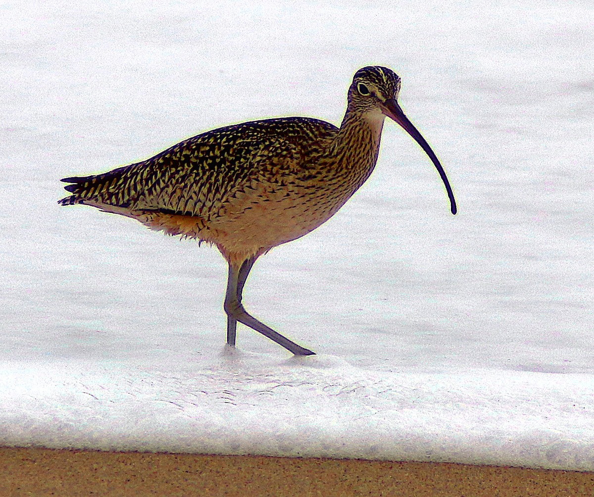 Long-billed Curlew - ML614407469