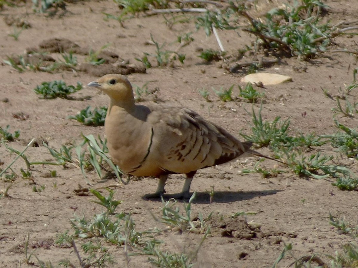 Chestnut-bellied Sandgrouse (African) - Barry Reed