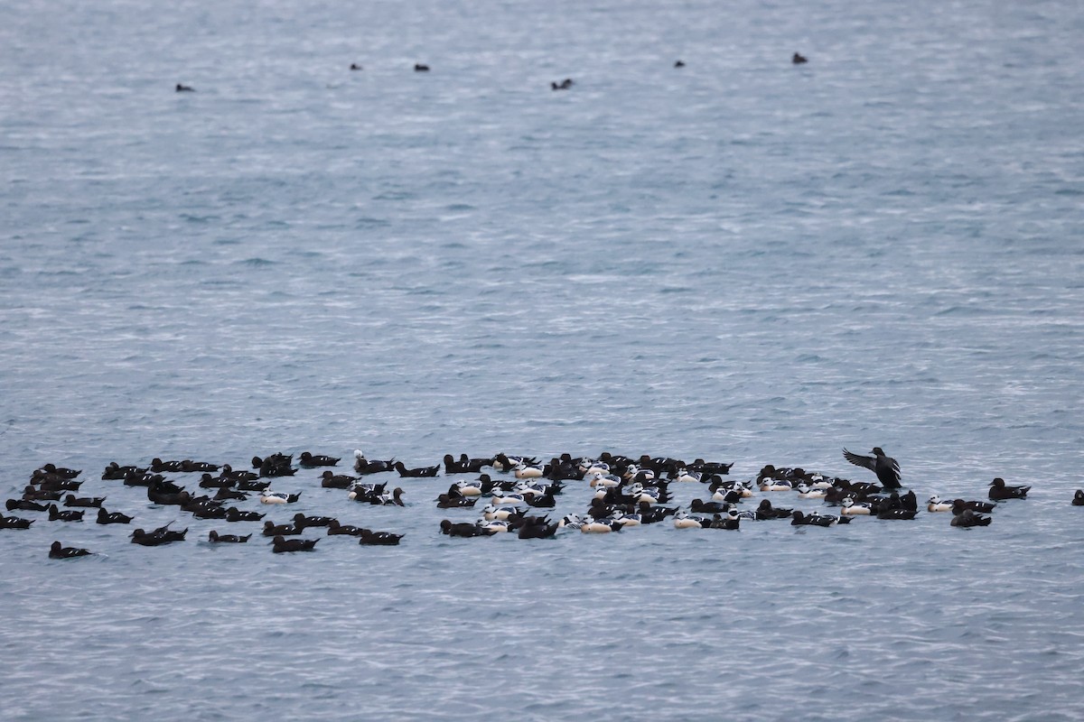 Ebird Checklist 4 Feb 2024 Unalaska Is Dutch Harbor 7 Species