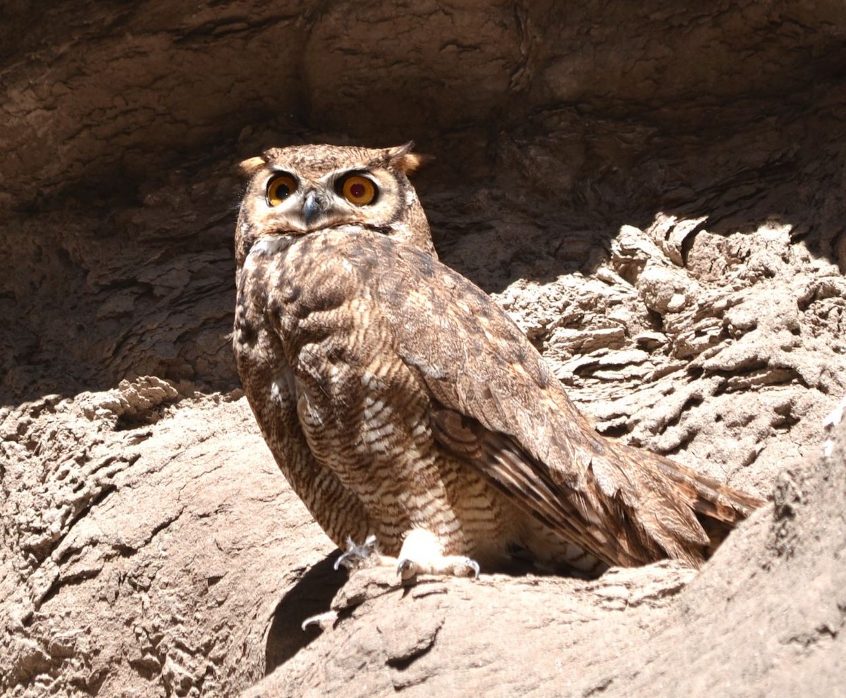 Lesser Horned Owl - ML614407863