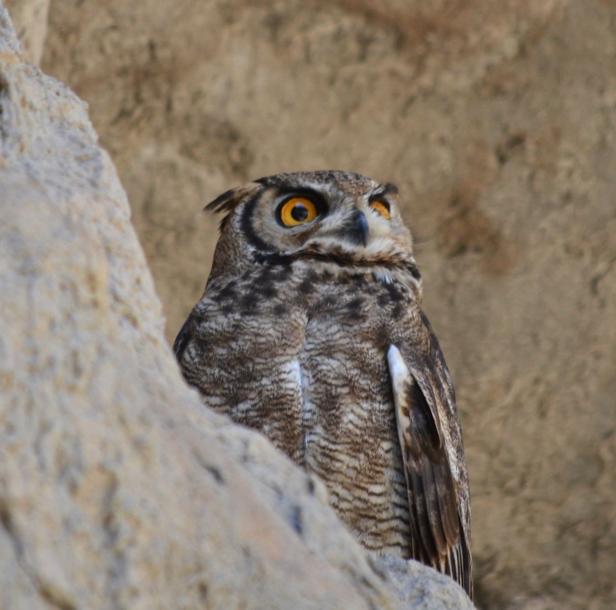 Lesser Horned Owl - ML614407865