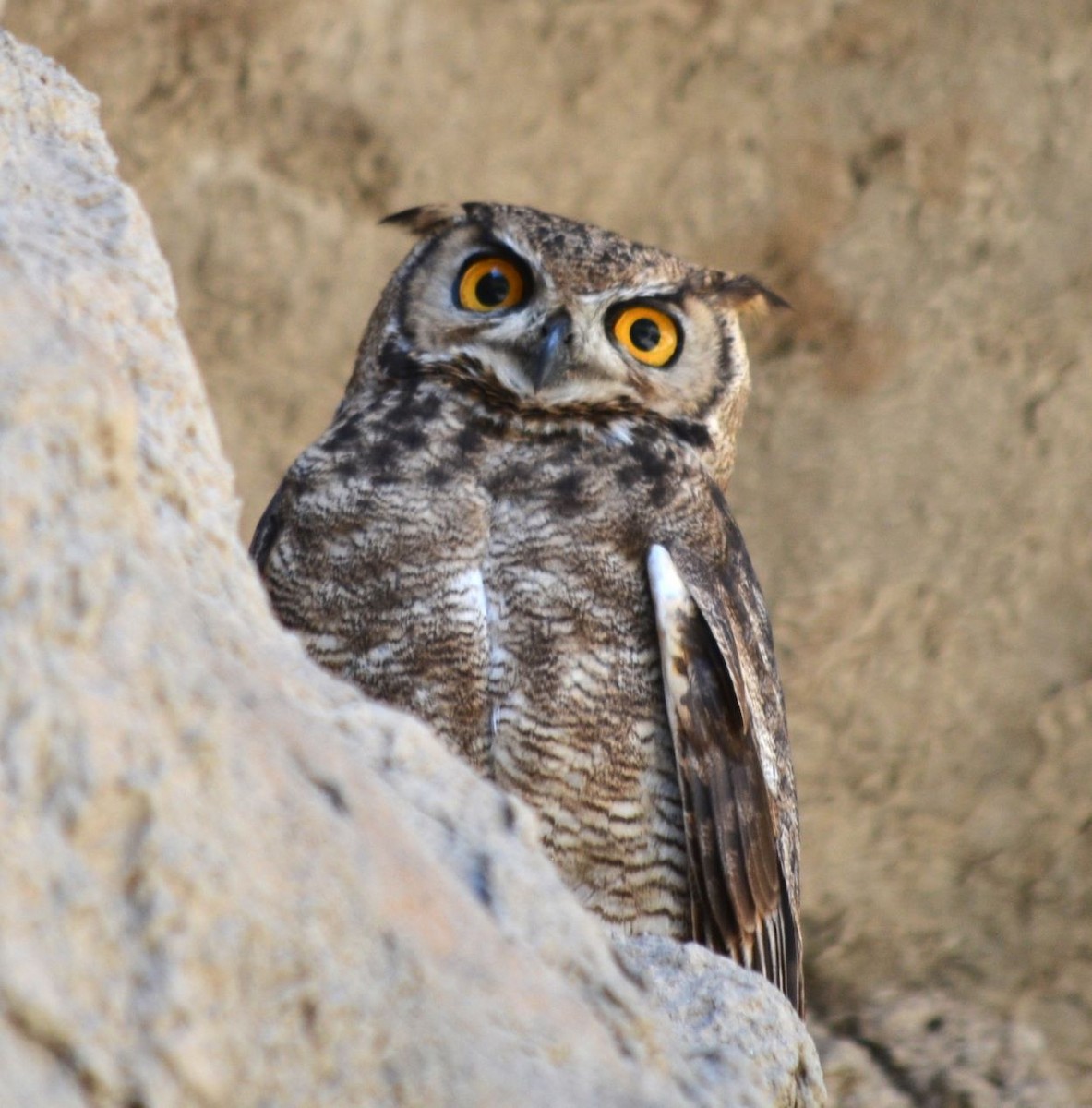 Lesser Horned Owl - ML614407866
