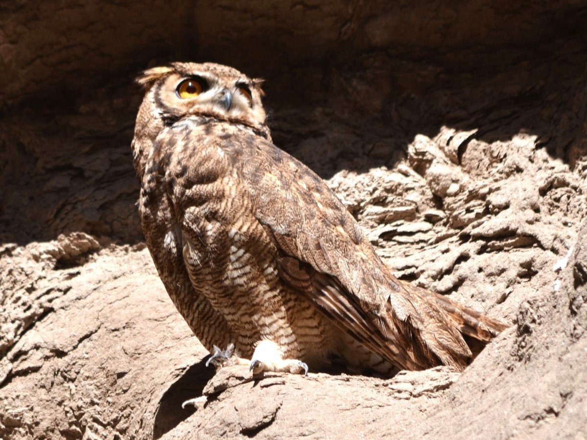 Lesser Horned Owl - ML614407867