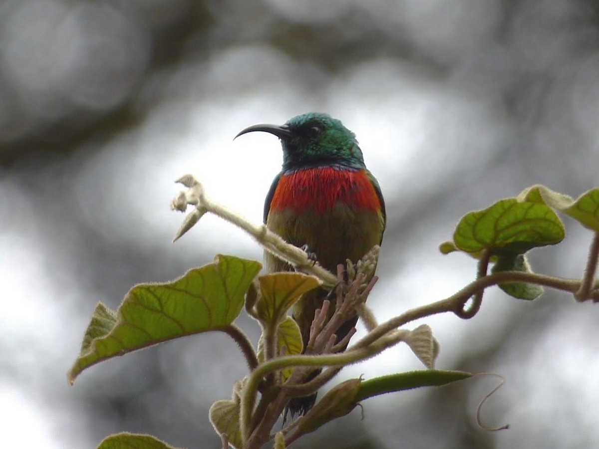 Forest Double-collared Sunbird - ML614407889