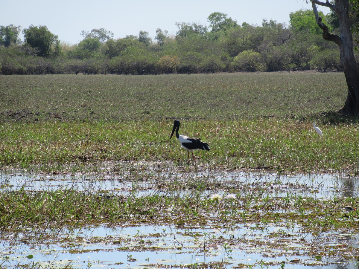 Black-necked Stork - ML614408026