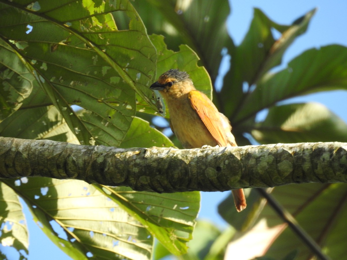 Brown Tanager - ML614408089