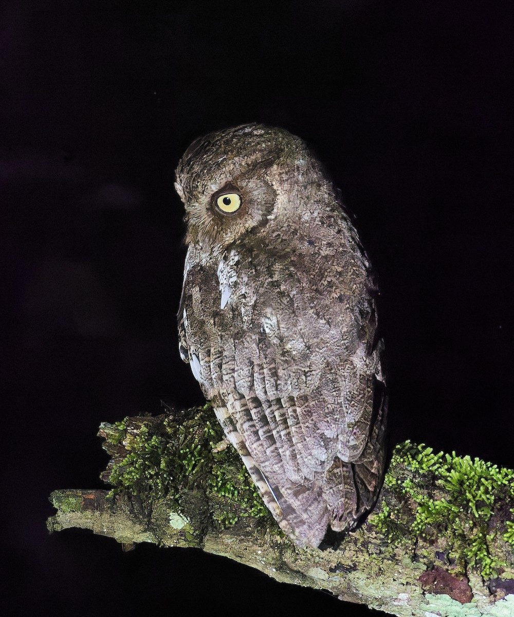 Middle American Screech-Owl (Middle American) - ML614408118