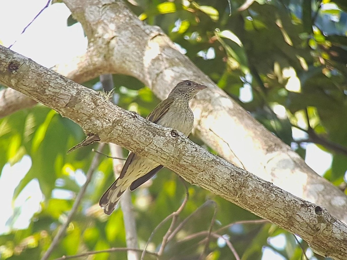 Scaly-throated Honeyguide - Barry Reed