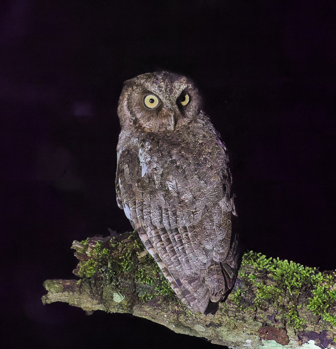 Middle American Screech-Owl (Middle American) - ML614408243