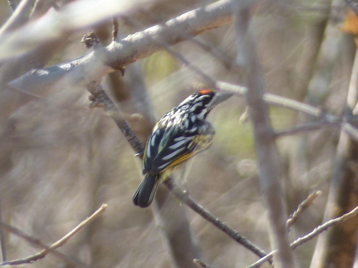 Red-fronted Tinkerbird - Barry Reed