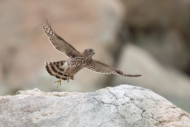 Cooper's Hawk