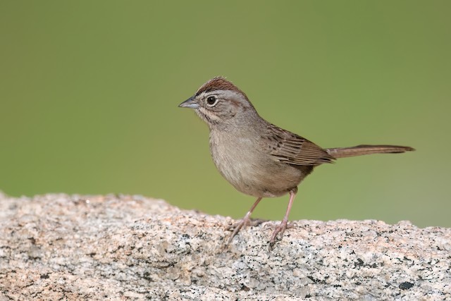 Rufous-crowned Sparrow