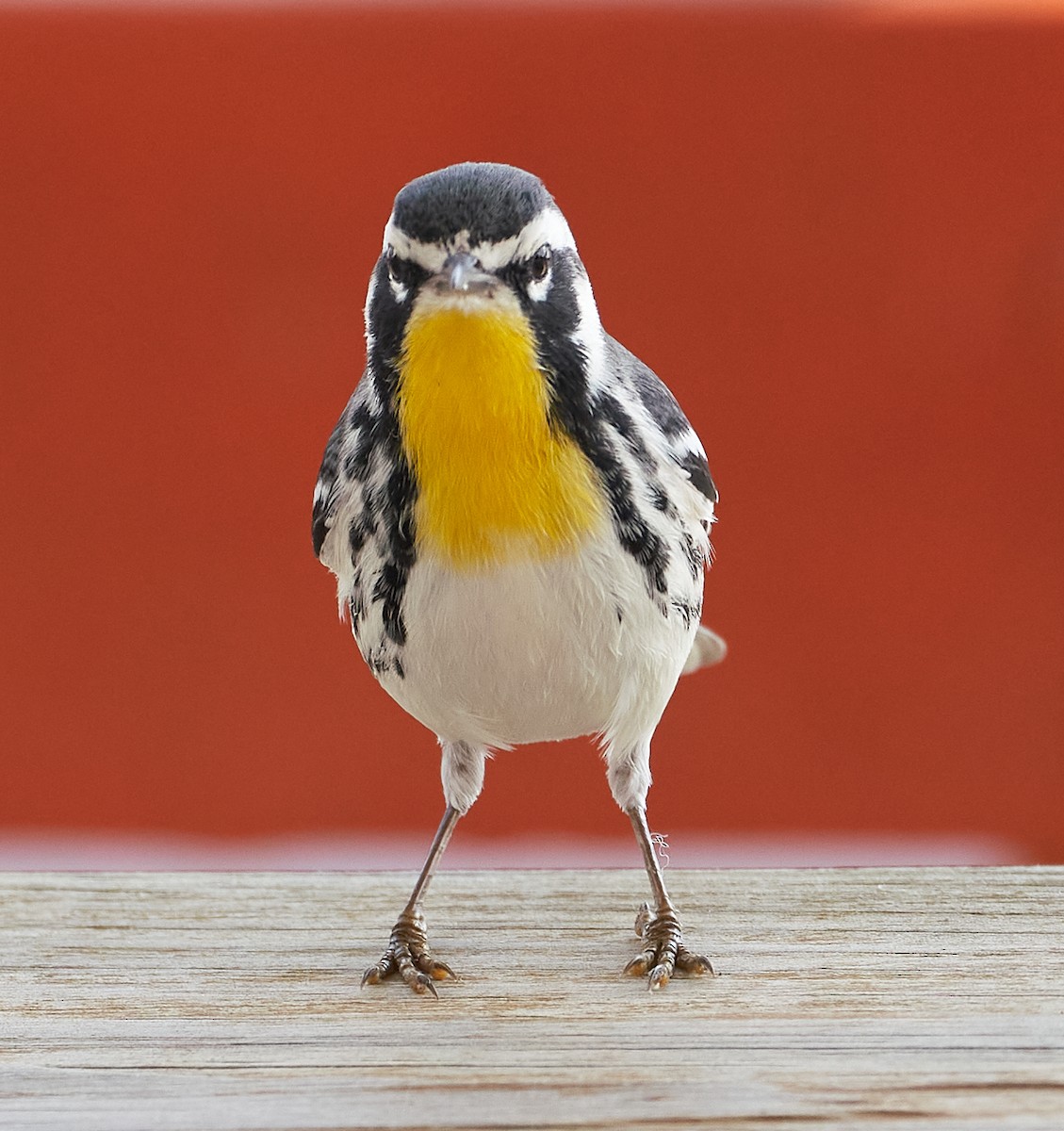 Yellow-throated Warbler - Andrew Haffenden