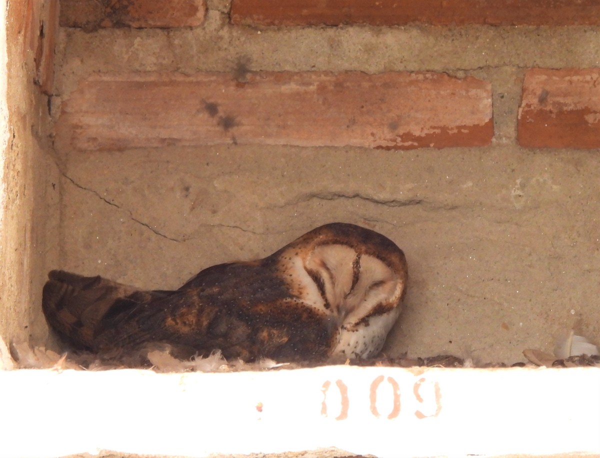 Barn Owl - Teresita Varon