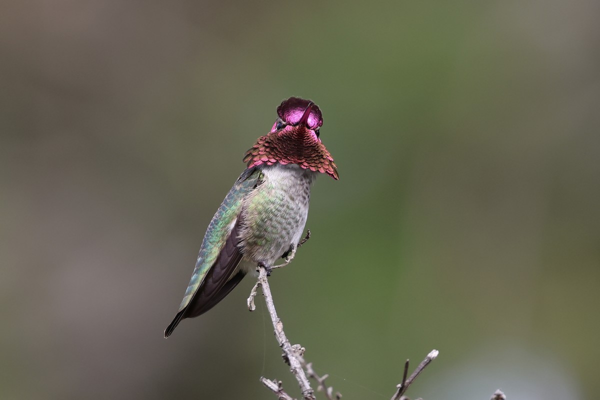 Anna's Hummingbird - ML614408906