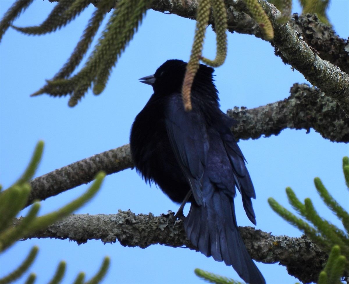 Great-tailed Grackle - ML614408981