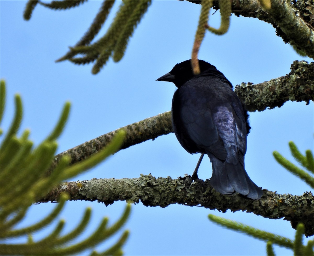 Great-tailed Grackle - ML614408983