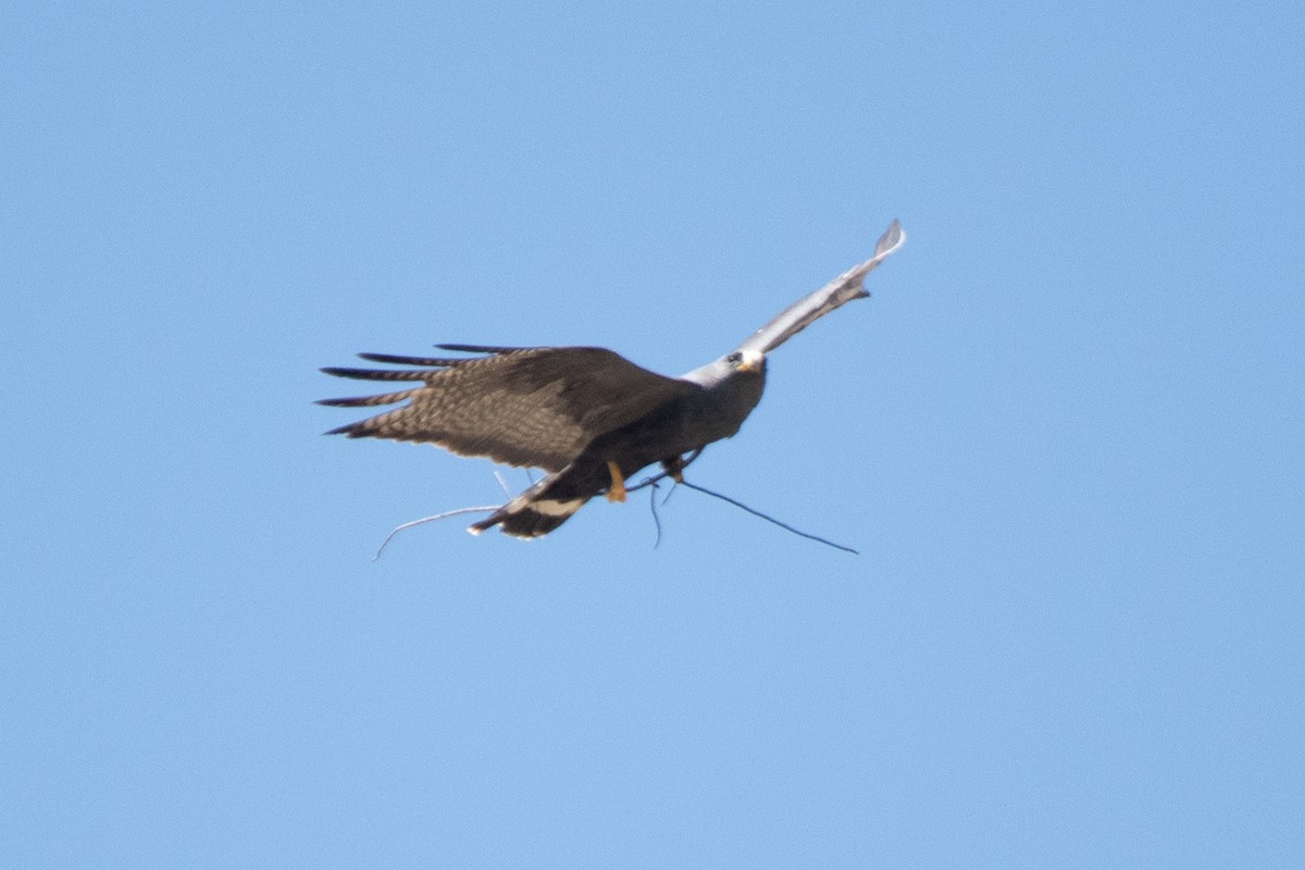 Zone-tailed Hawk - ML614409209