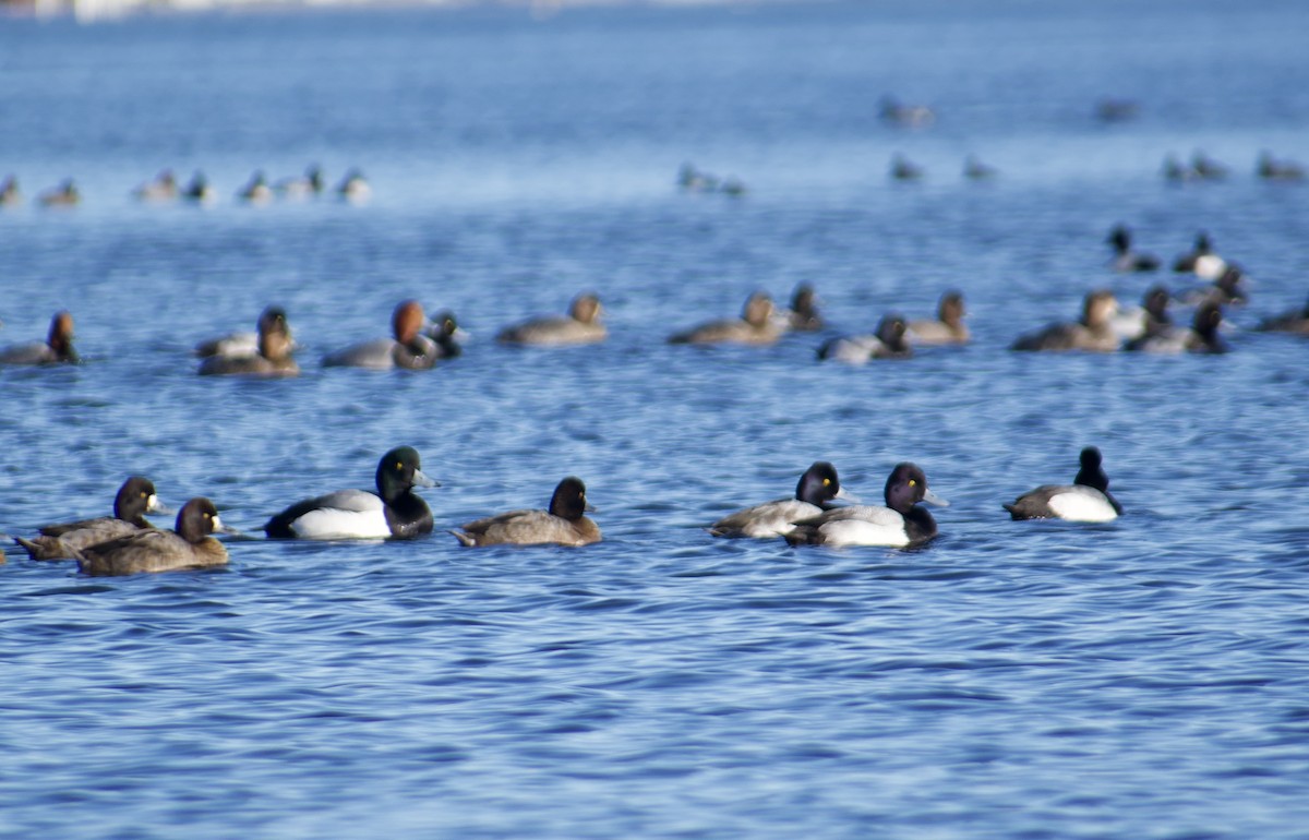 Greater Scaup - ML614409221