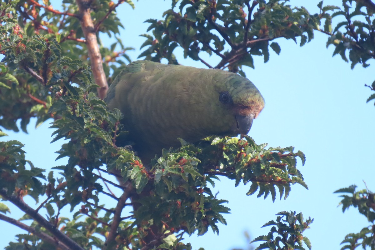 Austral Parakeet - Lior Dor