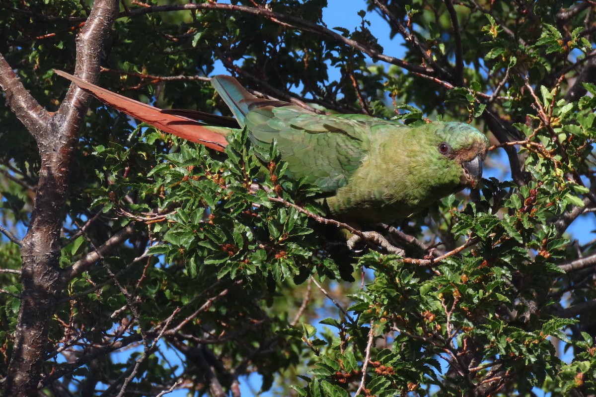 Austral Parakeet - Lior Dor